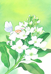 217白いストック(ポストカード)