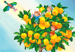 227みかん便り(ポストカード)